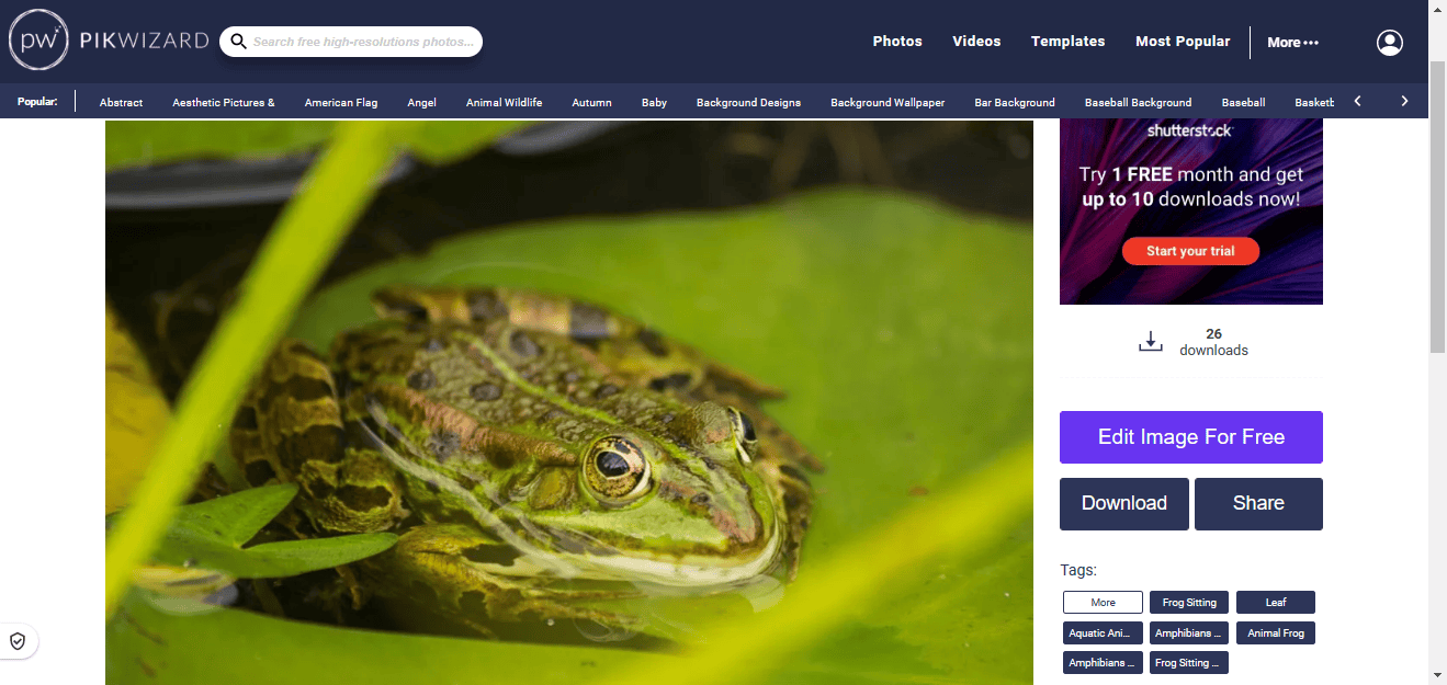 PikWizard - 免版权商用图片视频素材下载网站使用教程 PikWizard